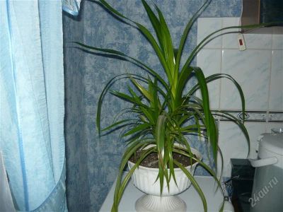 Лот: 2458552. Фото: 1. панданус. Горшечные растения и комнатные цветы