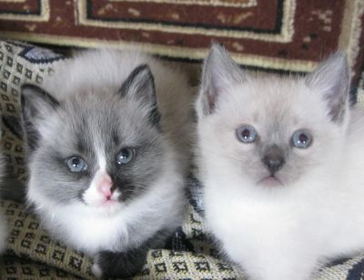 Лот: 7580355. Фото: 1. Котёнки - девчонки. Кошки, котята