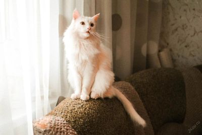Лот: 5661511. Фото: 1. белый и пушистый кот). Кошки, котята