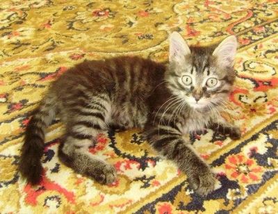 Лот: 2008522. Фото: 1. Котенок мальчик, милый). Кошки, котята