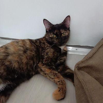 Лот: 24640142. Фото: 1. кошка. Кошки, котята