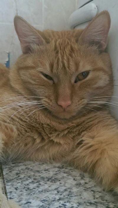 Лот: 5340464. Фото: 1. Рыжий кот Гаврюша. Кошки, котята