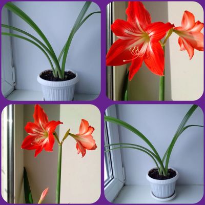 Лот: 18413842. Фото: 1. 💐Гиппеаструм (амариллис)💐. Горшечные растения и комнатные цветы