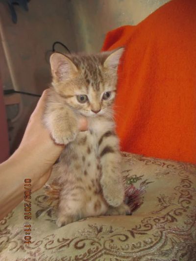 Лот: 6007875. Фото: 1. кошечка. Кошки, котята