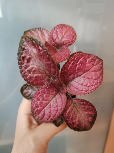 Лот: 18059423. Фото: 1. Эписция Strawberry mist. Горшечные растения и комнатные цветы