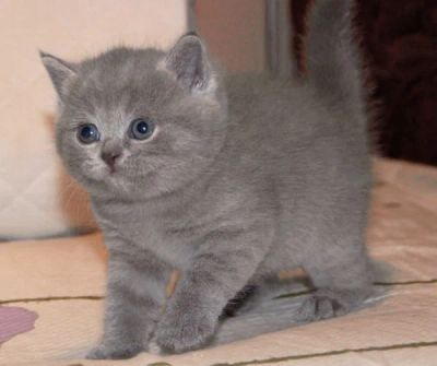 Лот: 4364297. Фото: 1. Британчики. Кошки, котята