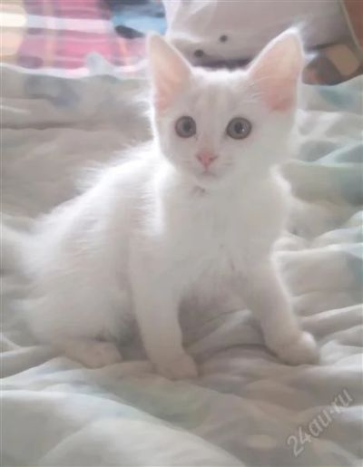 Лот: 992807. Фото: 1. белоснежный котенок. Остальные животные