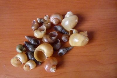 Лот: 12712443. Фото: 1. ракушки. Грунты, украшения, наполнения