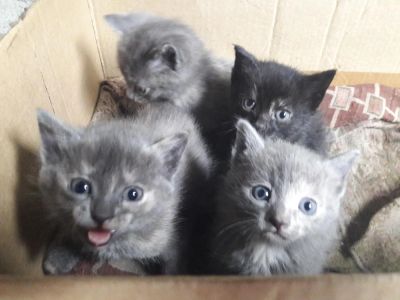 Лот: 11313596. Фото: 1. Отдам котят 1.5 месяца. Кошки, котята