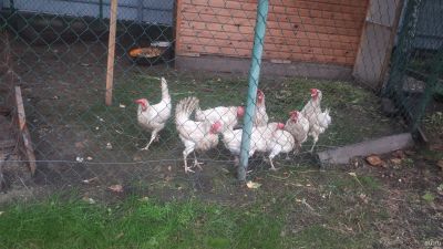 Лот: 14554652. Фото: 1. 8 курочек-несушек одним лотом. Птицы