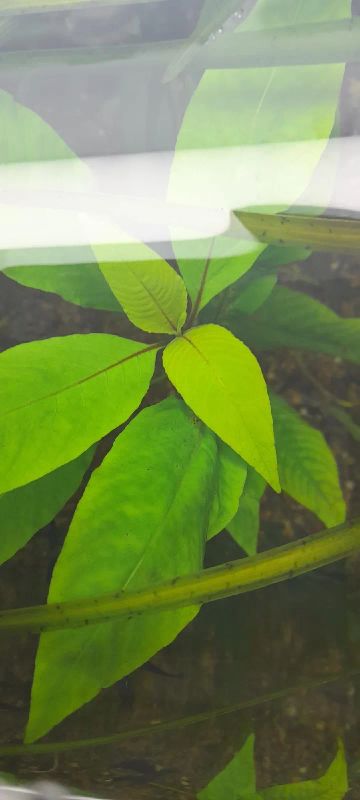 Лот: 19975632. Фото: 1. Растения в аквариум лимонник. Водные растения