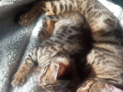 Лот: 17213660. Фото: 1. Бенгалка девочка котёнок 07.01... Кошки, котята