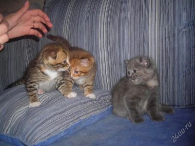 Лот: 1144825. Фото: 1. Британские котята. Остальные животные