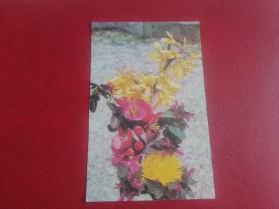 Лот: 20043724. Фото: 1. открытка СССР 1975 г цветы. Открытки, конверты