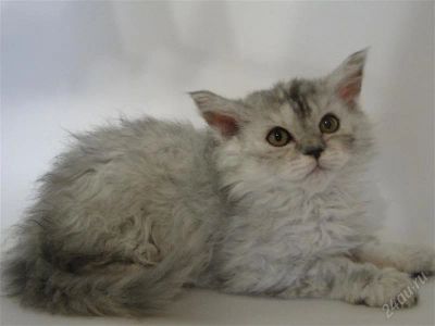 Лот: 1807347. Фото: 1. Котята породы Селкирк рекс. Кошки, котята