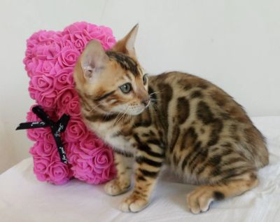 Лот: 15788769. Фото: 1. Бенгальский котенок CATTY. Кошки, котята