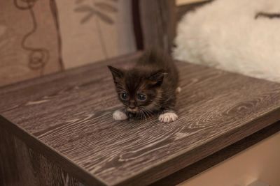 Лот: 6106947. Фото: 1. Котята. Кошки, котята