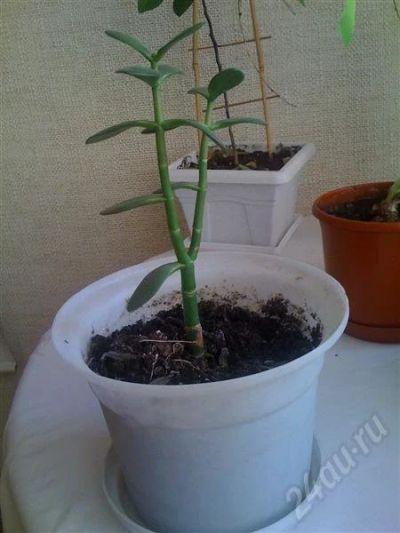 Лот: 732601. Фото: 1. Денежное дерево. Горшечные растения и комнатные цветы
