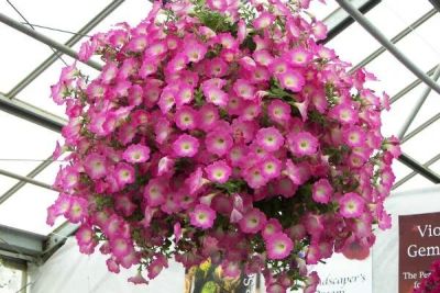 Лот: 11585964. Фото: 1. Рассада петунии Opera Pink Morn. Садовые цветы
