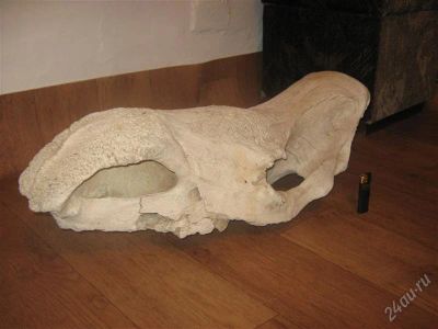 Лот: 1382747. Фото: 1. череп шертистого носорога. Грунты, украшения, наполнения