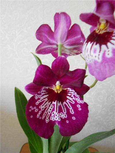 Лот: 8713378. Фото: 1. орхидея мильтония. Горшечные растения и комнатные цветы