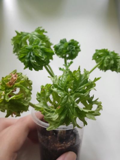 Лот: 14482789. Фото: 1. Пеларгония душистая P. graveolens... Горшечные растения и комнатные цветы