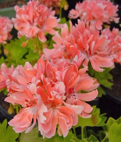 Лот: 14579989. Фото: 1. Пеларгония Rushmoor Golden Ruffles... Горшечные растения и комнатные цветы