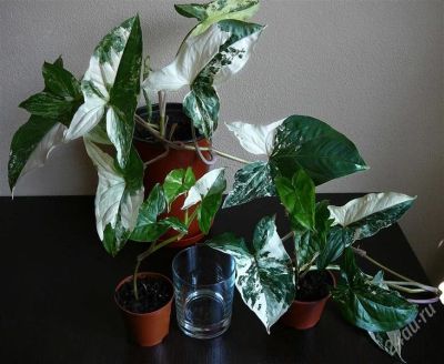 Лот: 1884575. Фото: 1. Сингониум Imperial White. Горшечные растения и комнатные цветы