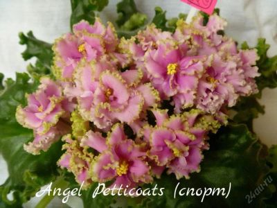 Лот: 5209686. Фото: 1. Фиалка сортовая Angel Petticoats... Горшечные растения и комнатные цветы