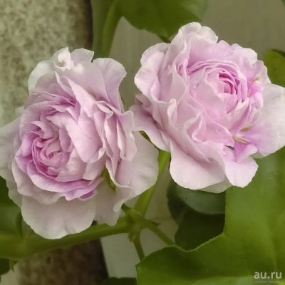 Лот: 13451903. Фото: 1. Пеларгония плющелистная Jacky... Горшечные растения и комнатные цветы