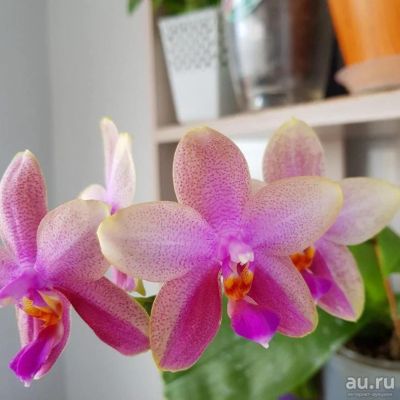 Лот: 18185296. Фото: 1. Орхидея Фаленопсис Лиодоро. Горшечные растения и комнатные цветы