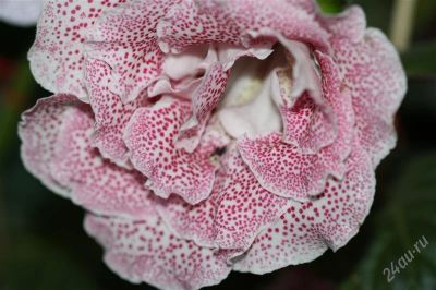 Лот: 2926382. Фото: 1. Глоксиния (срезаные_листики). Горшечные растения и комнатные цветы