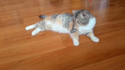 Лот: 9746717. Фото: 1. Взрослая кошечка ищет семью. Кошки, котята