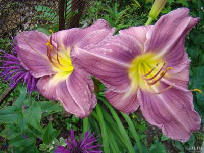 Лот: 9421079. Фото: 1. Лилейник Prairie Blue Eyes. Садовые цветы