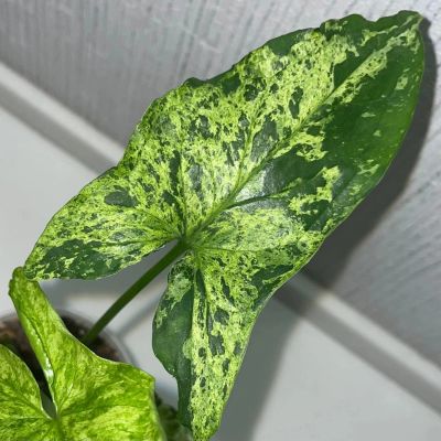 Лот: 18619361. Фото: 1. Сингониум «Mottled Arrowhead/Mojito... Горшечные растения и комнатные цветы