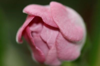 Лот: 3013871. Фото: 1. Глоксиния 36 (цветущая). Горшечные растения и комнатные цветы