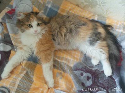 Лот: 7361399. Фото: 1. Красавица Василиса в хорошие руки. Кошки, котята
