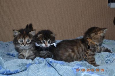 Лот: 3111943. Фото: 1. котята шотландской кошки резервация. Кошки, котята