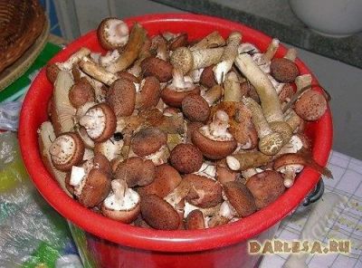 Лот: 2342295. Фото: 1. грибы опята маринованные, урожай... Грибы