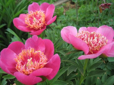 Лот: 18100236. Фото: 1. Пион Paeonia officinalis Anemoniflora... Садовые цветы