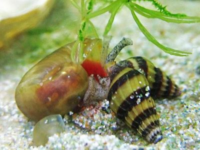 Лот: 6820711. Фото: 1. Хелена,улитка-убийца. Моллюски, ракообразные, кораллы