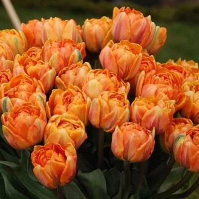 Лот: 15584848. Фото: 1. Тюльпаны пиони-Оранж / из Голландии... Свежие цветы