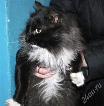 Лот: 263040. Фото: 1. кот. Остальные животные