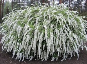 Лот: 10050203. Фото: 1. Спирея серая Грефшейм с закрытой... Садовые цветы