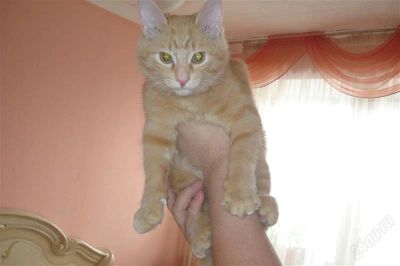 Лот: 805647. Фото: 1. рыжий котик. Остальные животные