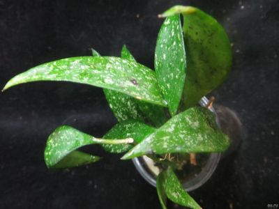 Лот: 13557790. Фото: 1. Хойя Hoya Parviflora red. Горшечные растения и комнатные цветы