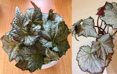 Лот: 10458473. Фото: 1. Бегония 'November frost'. Горшечные растения и комнатные цветы