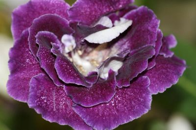 Лот: 3103720. Фото: 1. Глоксиния 47 (цветущая). Горшечные растения и комнатные цветы