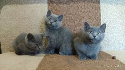 Лот: 11502961. Фото: 1. Британские котята. Кошки, котята