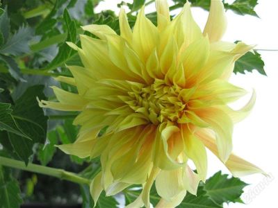 Лот: 2772461. Фото: 1. желтый очень крупный георгин... Другое (семена, рассада, садовые растения)